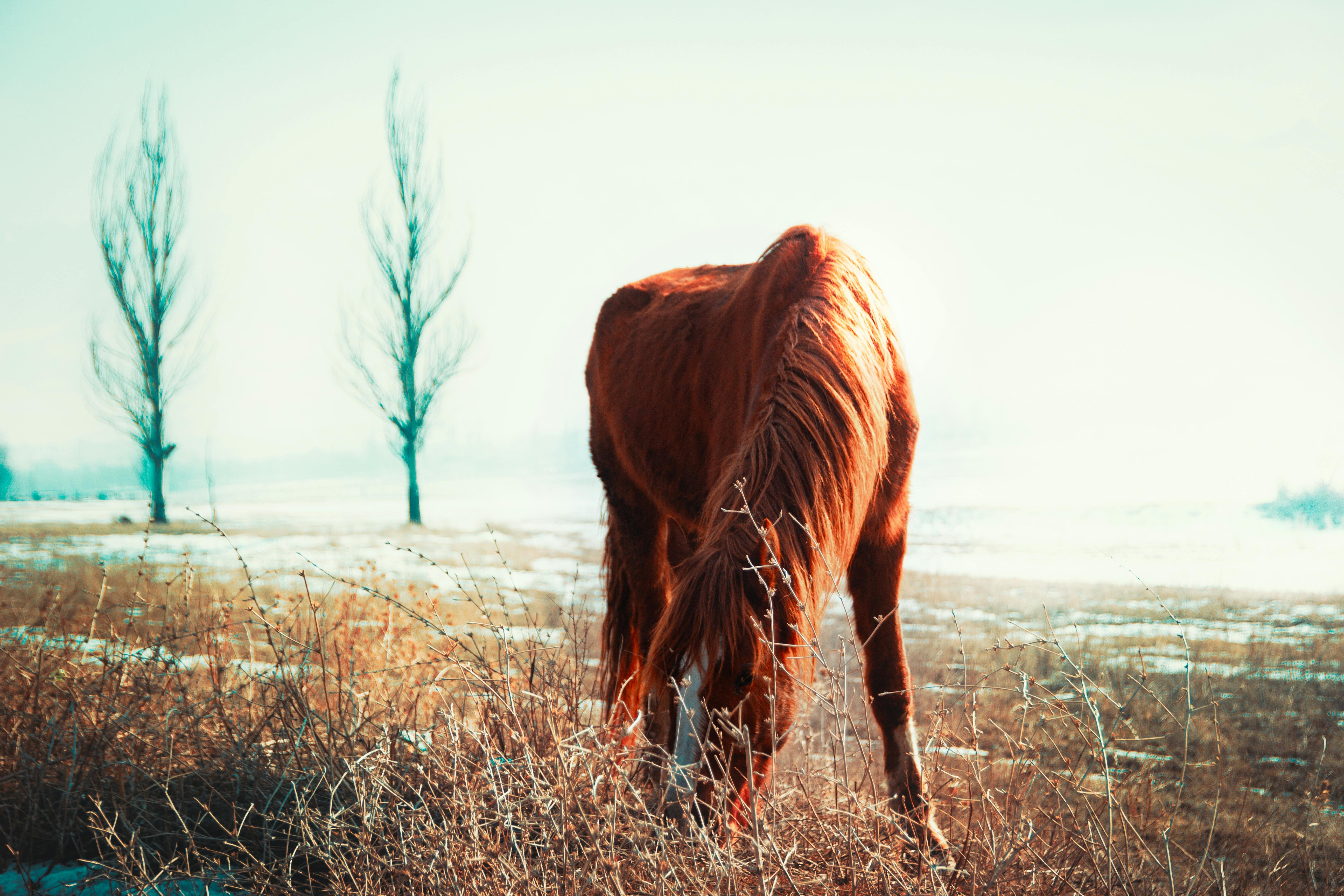 Free stock photo of animal, beauty in nature, horse