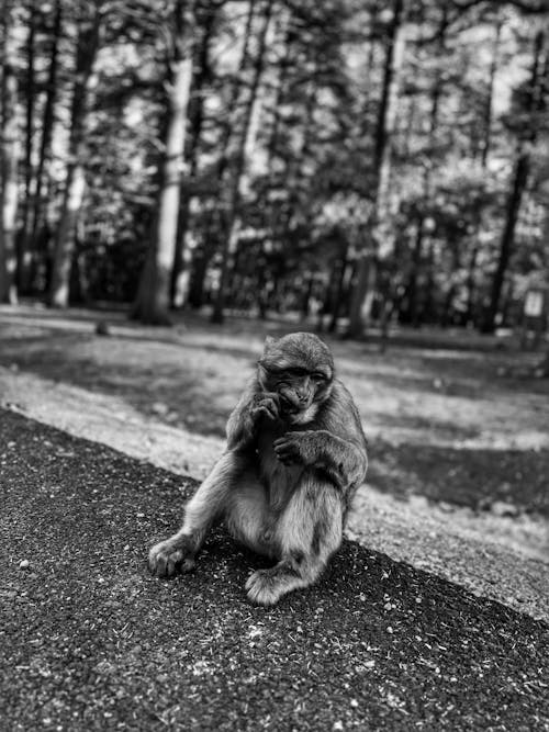 Free stock photo of african monkey, animal, ape