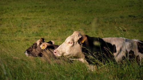 Free Two cows resting peacefully in a sunlit rural German pasture. Stock Photo