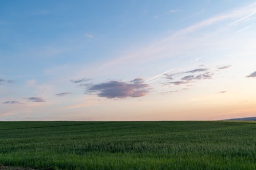 Безкоштовне стокове фото на тему «Захід сонця, зелений, пасовище»