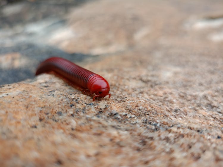 Red Rusty Millipede Waking In Rock