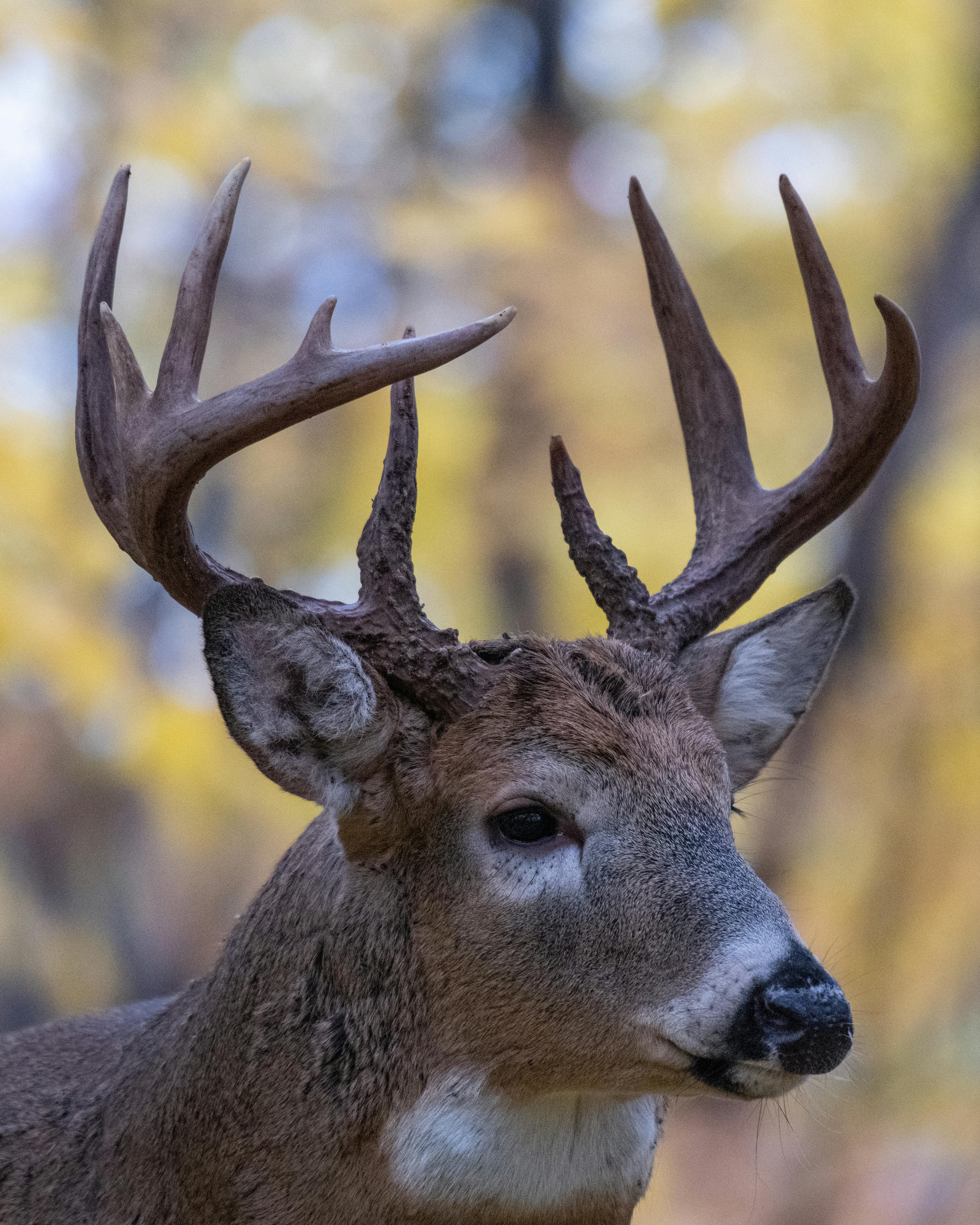 Portrait of a deer with antlers against blurred autumn foliage.