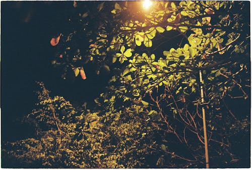 シャイニング, 夜, 木の無料の写真素材