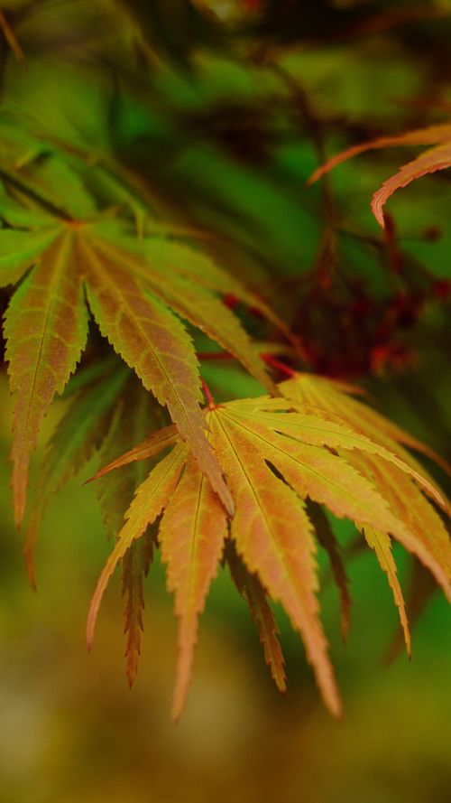 Free Close-up of colorful Japanese maple leaves, showcasing vibrant autumn hues and delicate leaf textures. Stock Photo