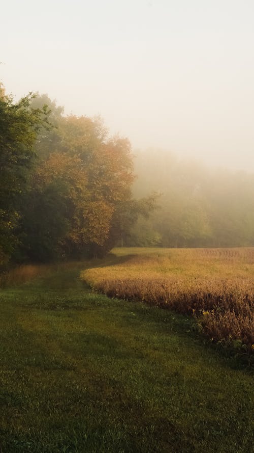 Foggy Rural Landscape in Autumn