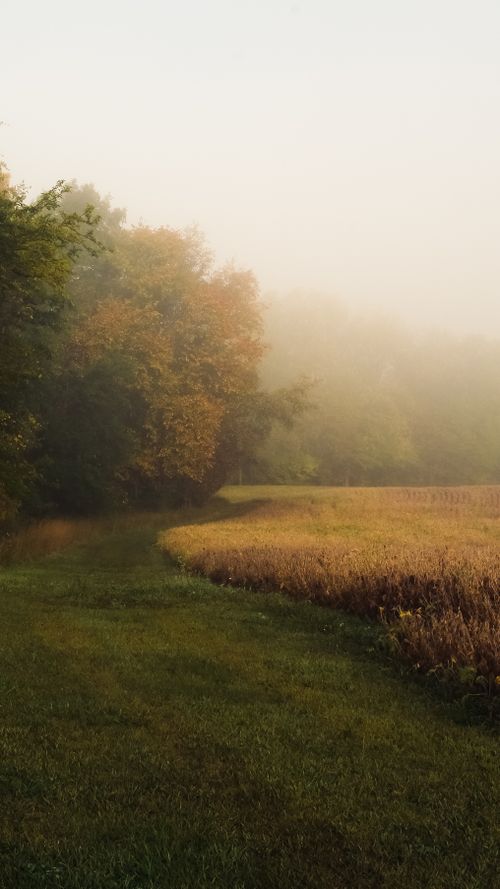 Free Serene autumn field with fog and trees in a rural landscape setting. Stock Photo
