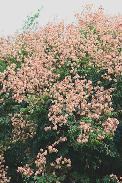 Foto stok gratis alam, belukar, bunga-bunga