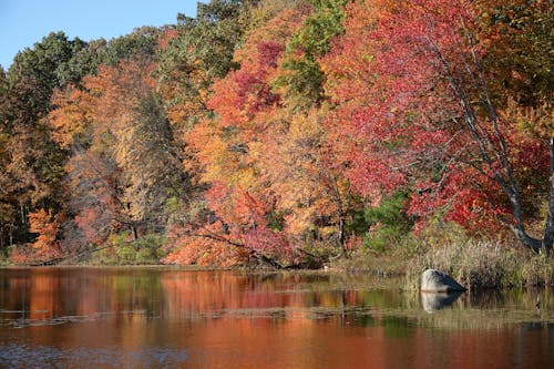 Bright Autumn Leaves on Trees Growing at a Lake Shore