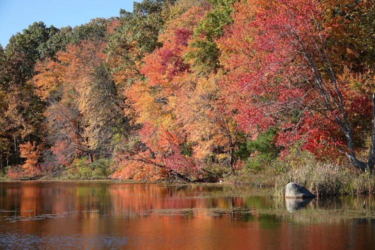 Bright Autumn Leaves On Trees Growing At A Lake Shore