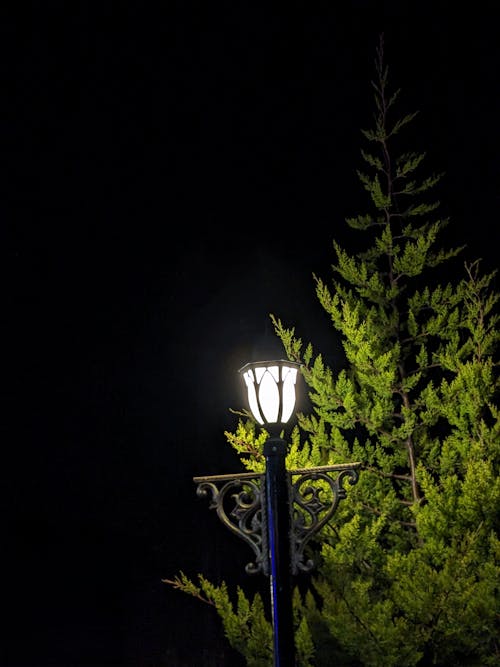 Foto profissional grátis de iluminação pública, luz com árvore, luz e árvore