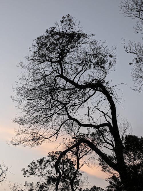 Foto profissional grátis de árvore com céu, árvore com céu matinal, árvore com céu orenge