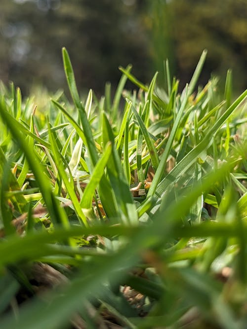 Foto profissional grátis de campo de grama, fundo de grama, grama