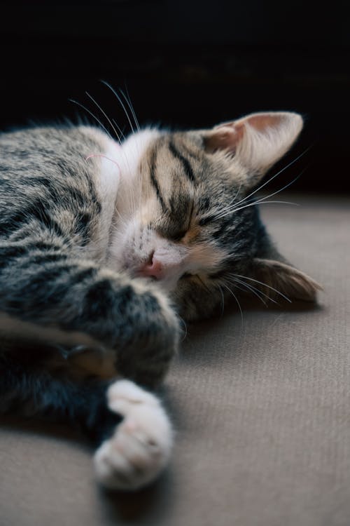 Free Portrait of a Sleeping Tabby Cat Stock Photo