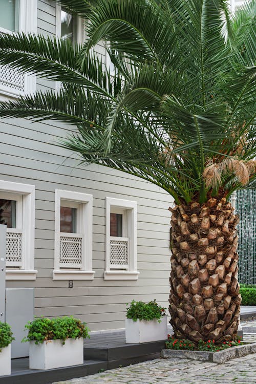 Palm Tree on a Cobbled Street Next to a House Covered with Siding