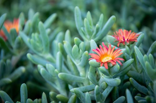 Free Vibrant red and orange flowers bloom on a green succulent plant in a garden setting. Stock Photo