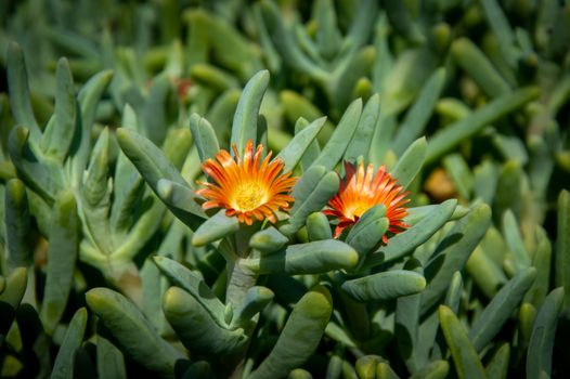 Two Blooming Coppery Mesembs