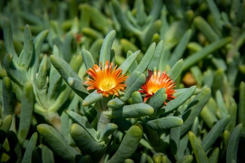 Free Close-up of orange mesemb flowers among lush green succulent leaves in natural sunlight. Stock Photo