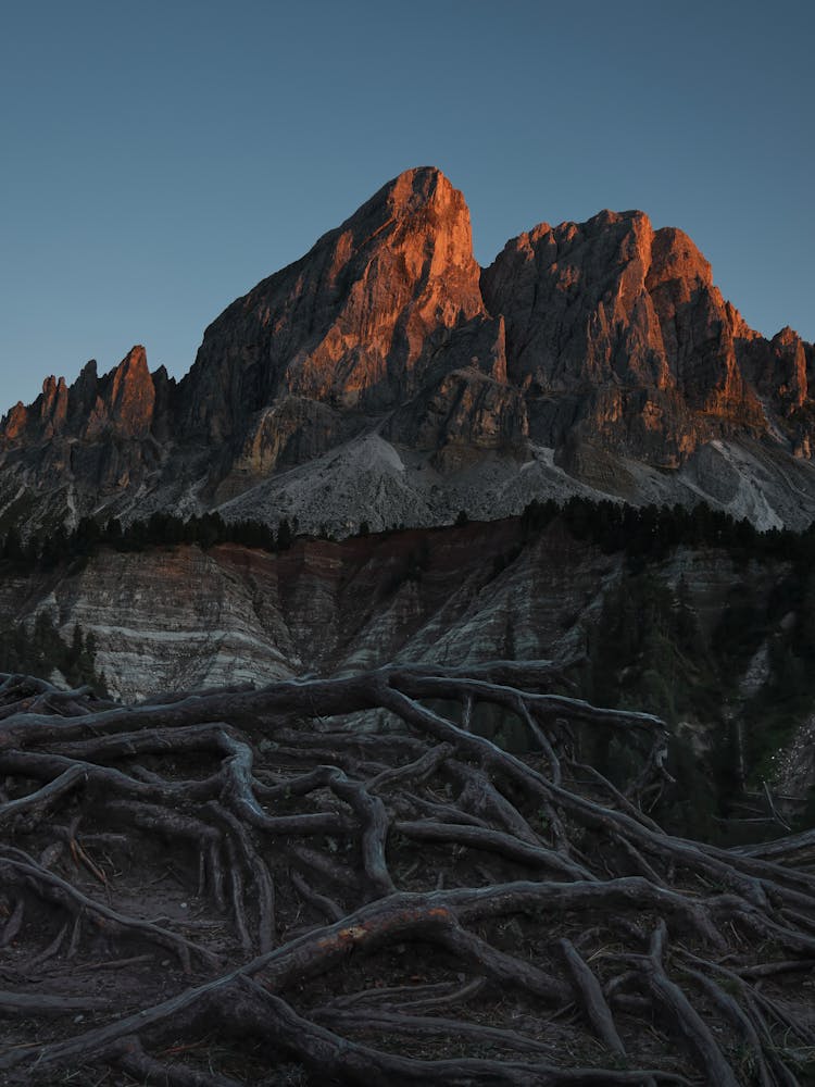 Trees Roots Under Mountains