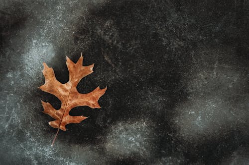 Golden Leaf on a Pavement 