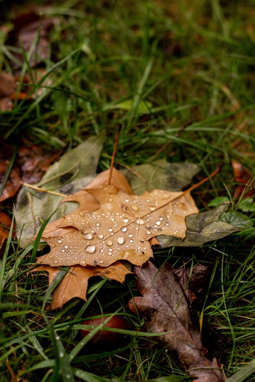 Autumn Leaves on Ground