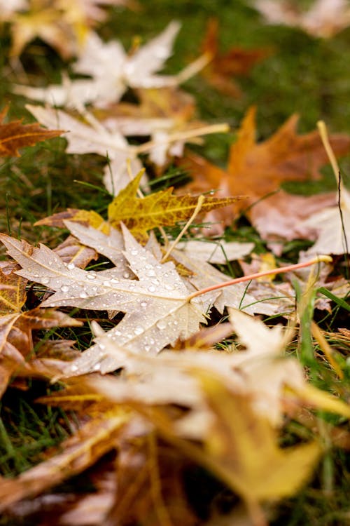 Wet Autumn Leaves on Ground
