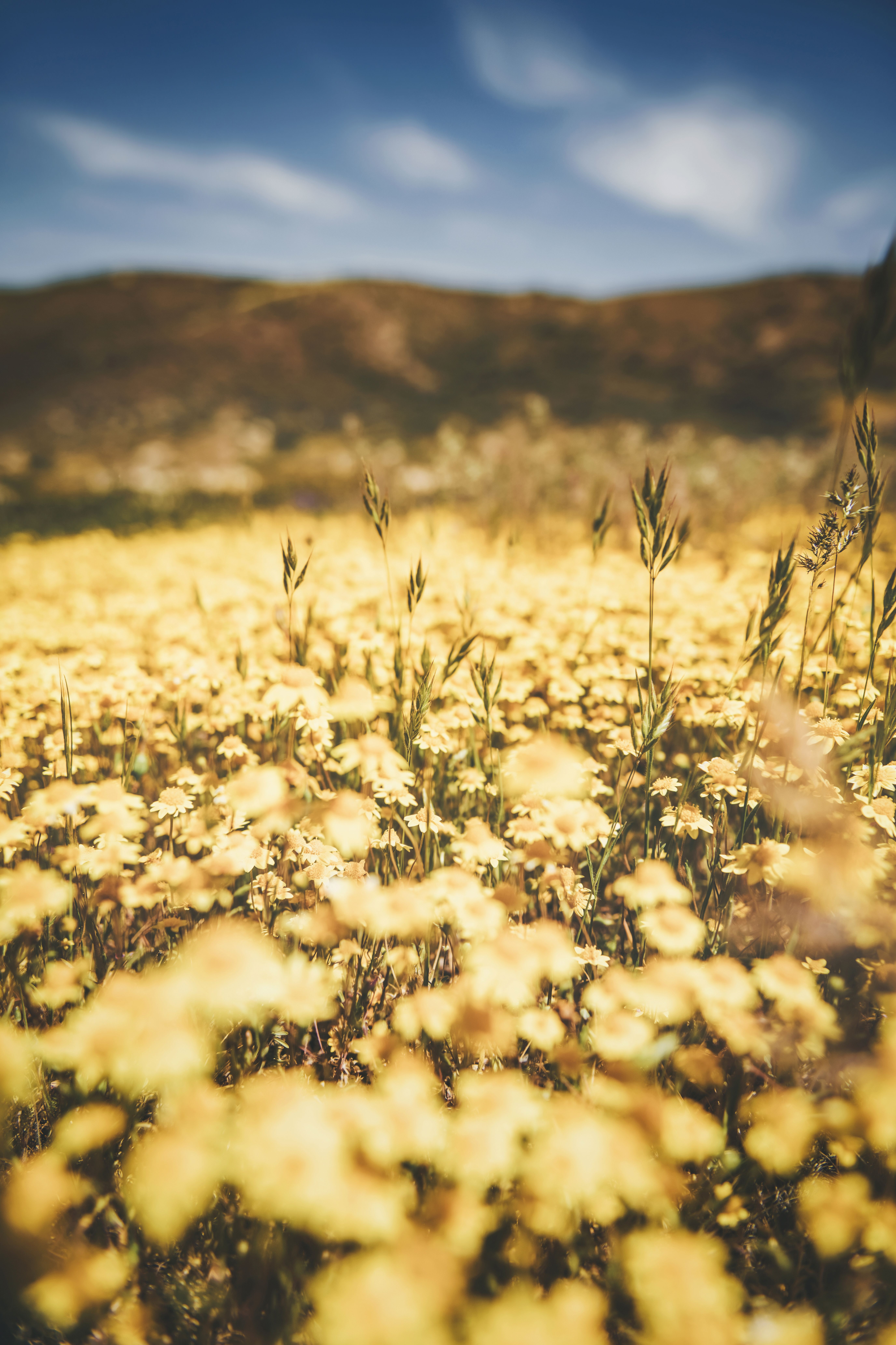 Wildflowers under a clear sky — photo by Tim Mossholder on Pexels