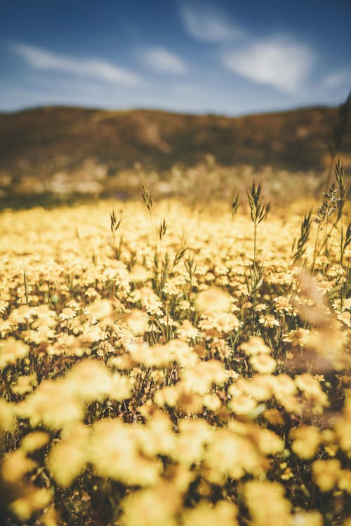 Yellow Flowers on Field