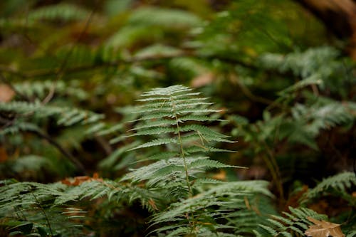 Foto stok gratis Daun-daun, flora, hijau