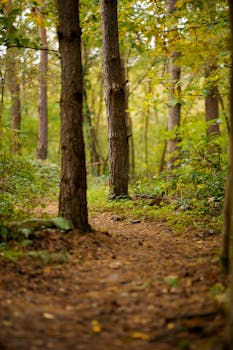 A serene forest path flanked by lush green trees in summertime.