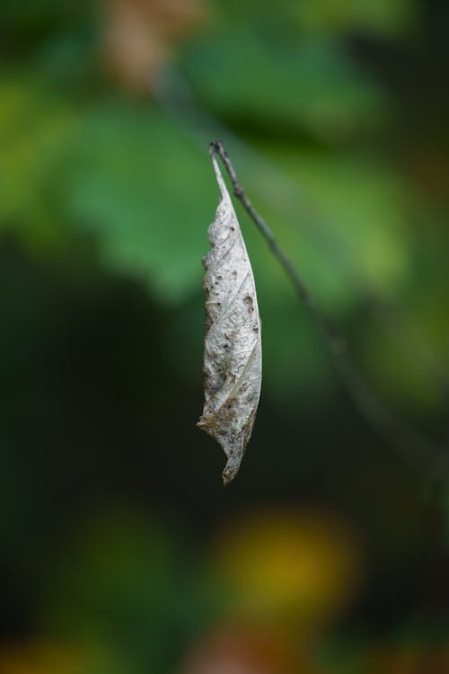 died leaf hanging