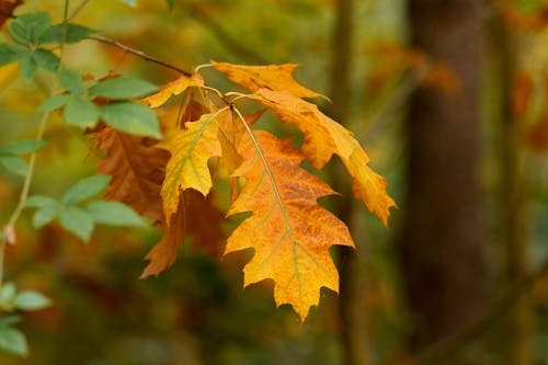 Yellow Leaves in Autumn