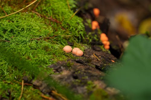 tiny mushrooms