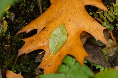 leaf in leaf, green on yellow