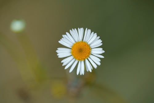 beautiful daisy