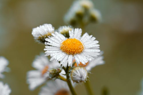 tiny drops on daisy flower