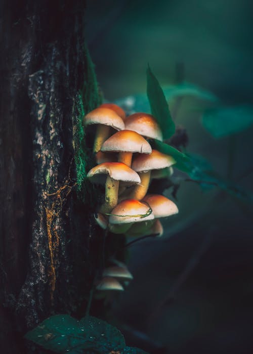 Mushrooms on Tree