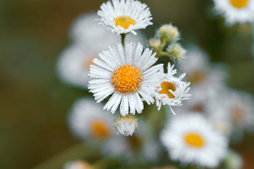 Chamomile Flowers in a Garden 