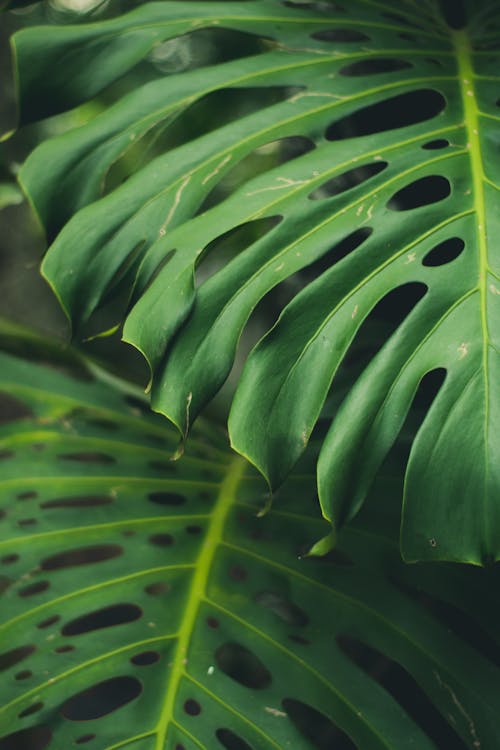 绿叶植物