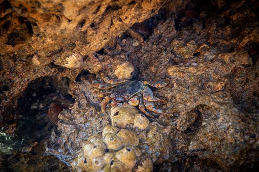 Detailed view of a crab nestled among stones and rocks on a beach.
