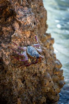 Detailed view of a crab clinging to eroded rock near the sea, showcasing nature's resilience.