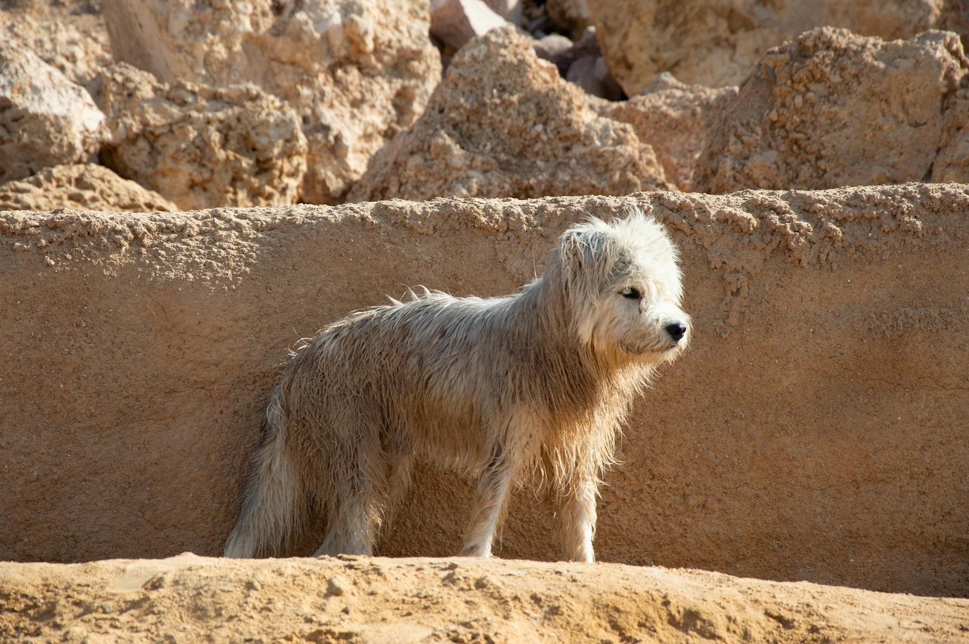 White Dog on a Desert