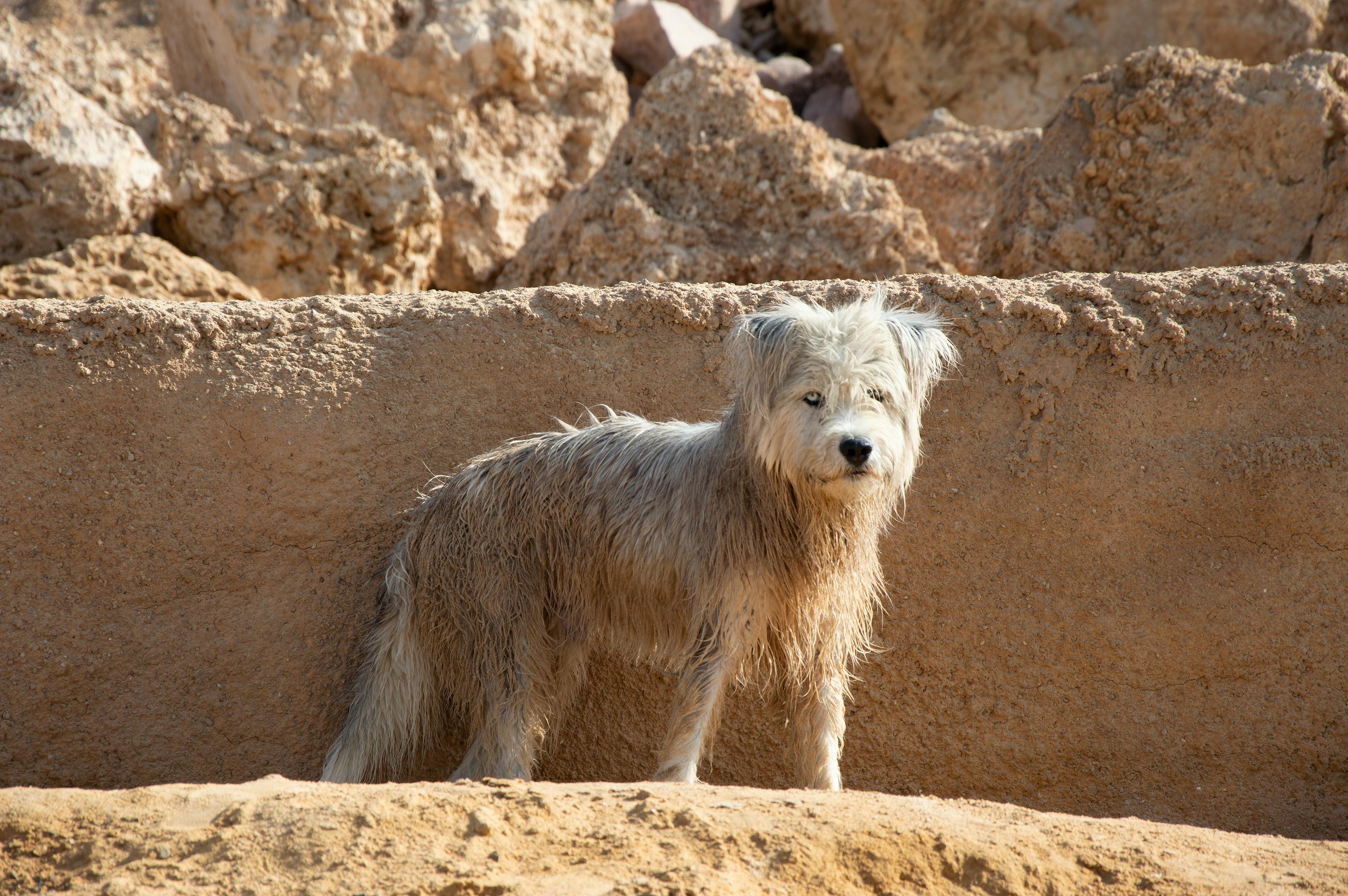 White Dog on a Desert