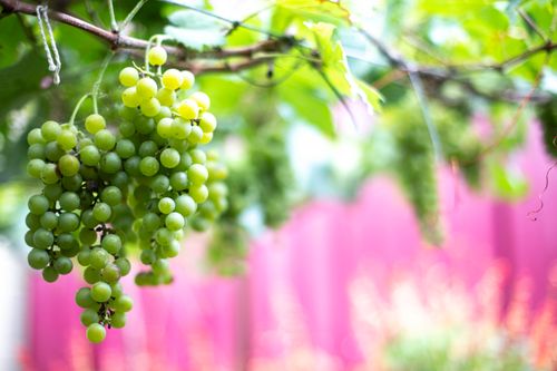 Free Close-up of fresh green grapes hanging on a vine with a blurred pink background, symbolizing summer freshness. Stock Photo