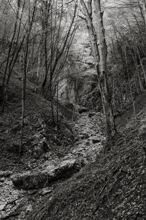 Black and White Photo of a Hill in a Forest