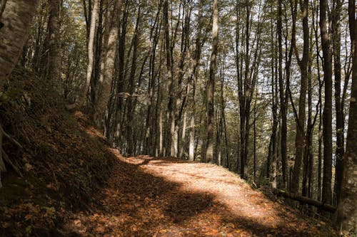 Foto profissional grátis de árvores, calçada, calma