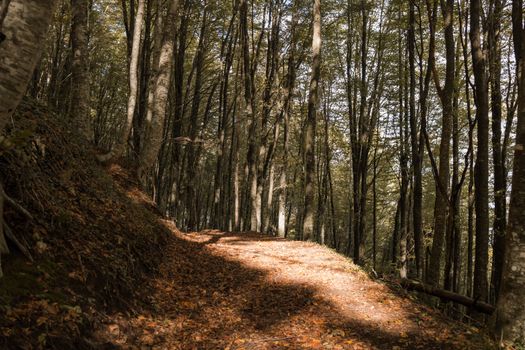 Peaceful forest path in Campania, Italy during autumn afternoon.