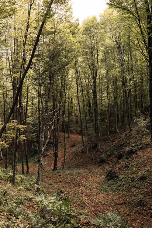 Foto profissional grátis de árvores, cenário, ecológico