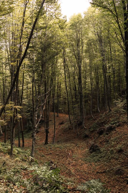 Free Explore the serene greenery of a Pannarano forest, lush and inviting. Stock Photo