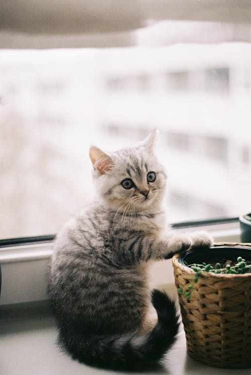 Kitten near Window