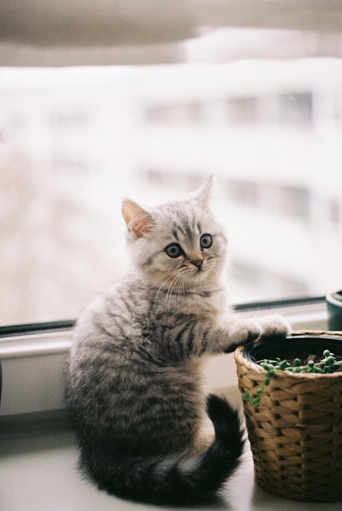 Kostenloses Stock Foto zu Cat, fenster, haustier